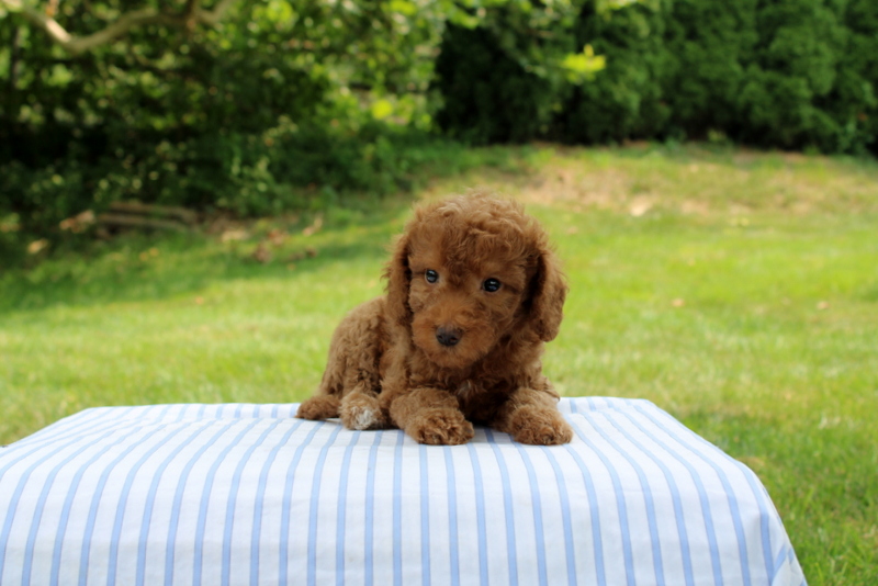 puppy, for, sale, Mini Goldendoodle F1B, Matthew B. Stoltzfus, dog, breeder, Gap, PA, dog-breeder, puppy-for-sale, forsale, nearby, find, puppyfind, locator, puppylocator, aca